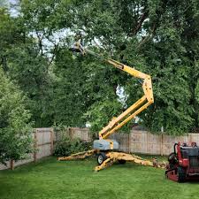 Best Hazardous Tree Removal  in Wills Point, TX